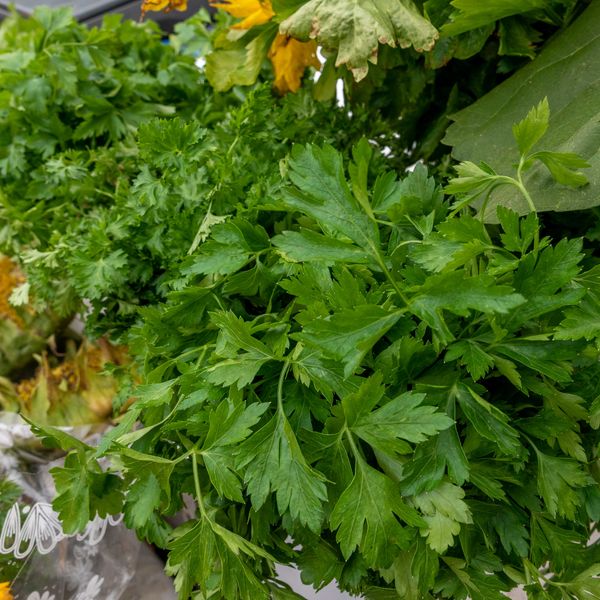 Temperos frescos: cheiro-verde, manjericão e hortelã